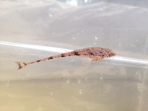 Rineloricaria magdalenae