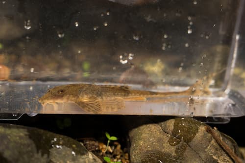 Rineloricaria uracantha