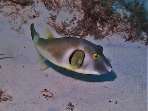 Ringed Puffer