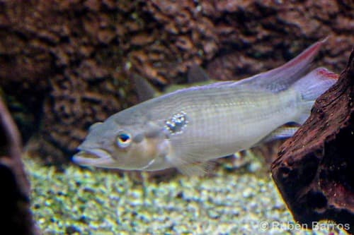 Ringtail Pike Cichlid
