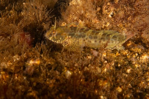 Rio Blenny