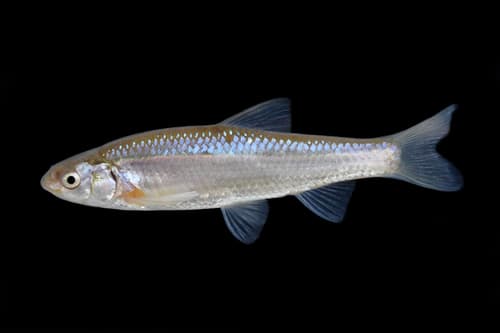 Rio Grande Silvery Minnow