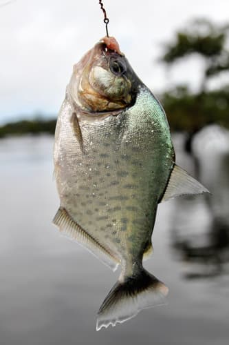 Rio Negro Piranha