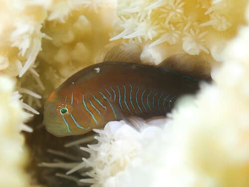 Rippled Coralgoby