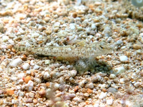 Risso's Dragonet