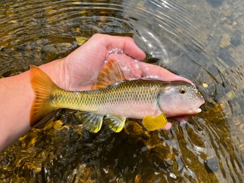River Chub