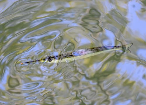 River Garfish