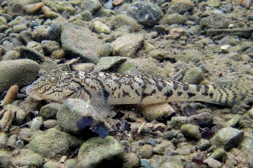 River Goby