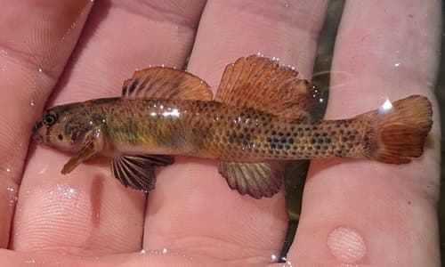 Riverweed Darter