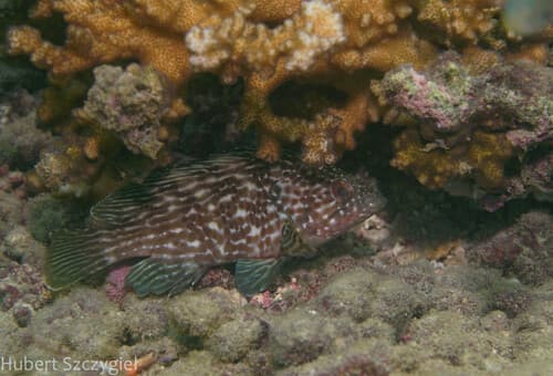 Rivulated Mutton Hamlet