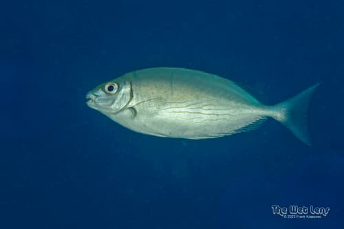 Rivulated Rabbitfish