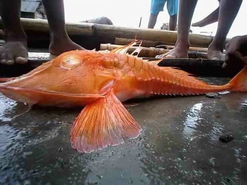 Robust Armour Gurnard