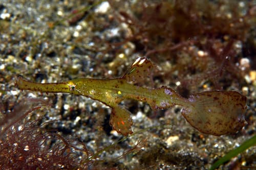 Robust Ghostpipefish