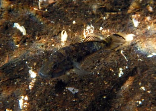 Robust Mangrovegoby
