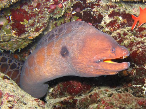 Robust Moray
