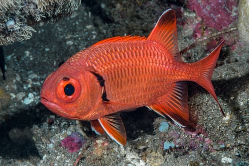 Robust Soldierfish