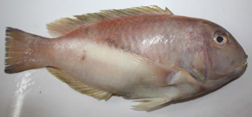 Robust Tuskfish