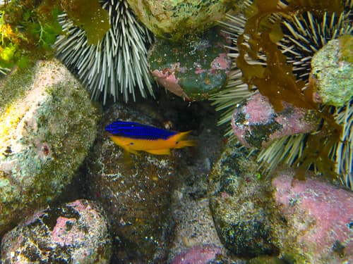 Yellowtail Damselfish