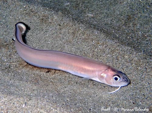 Roche's Snake Blenny