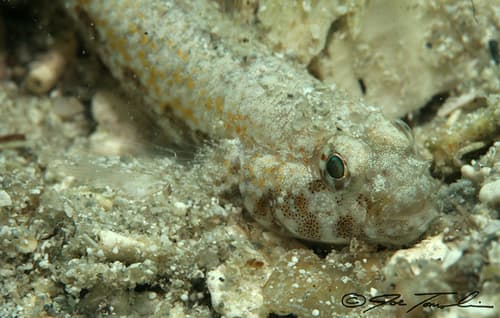 Rock-cut Goby