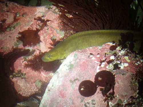Rock Eel