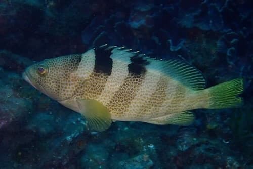 Rock Grouper