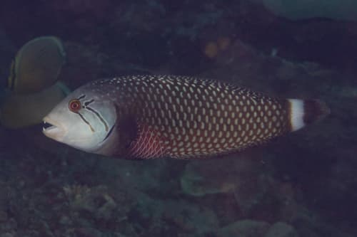 Rockmover Wrasse
