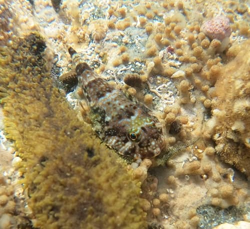 Rockwall Clingfish