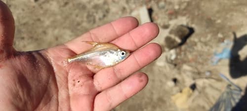 Roeboides descalvadensis