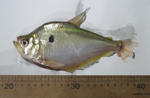 Small-scaled Roeboides