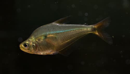 Roeboides occidentalis