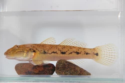 Roman-nose Goby
