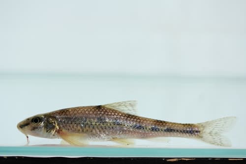 Romanogobio vladykovi