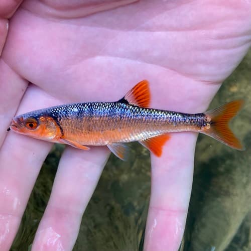 Rosefin Shiner