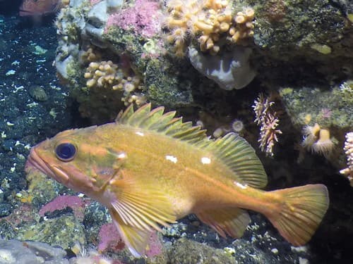 Rosethorn Rockfish
