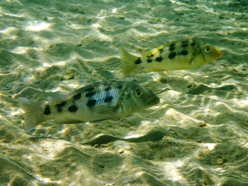 Rostratus Cichlid