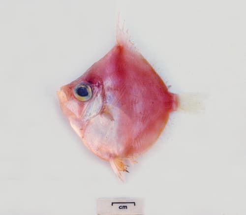 Rosy Deepsea Boarfish