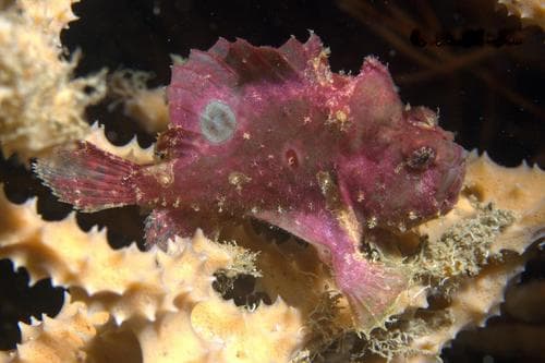 Rosy Frogfish