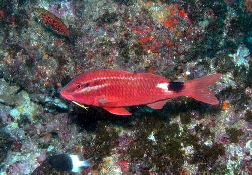 Rosy Goatfish