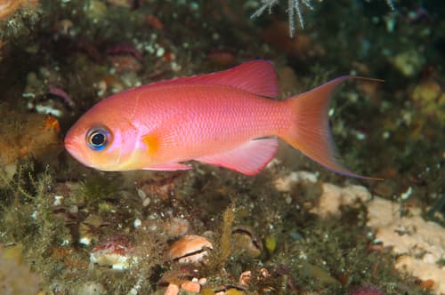 Rosy Perch