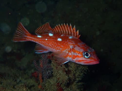Rosy Rockfish
