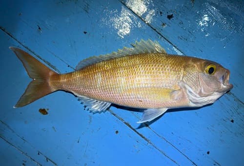 Rosy Snapper