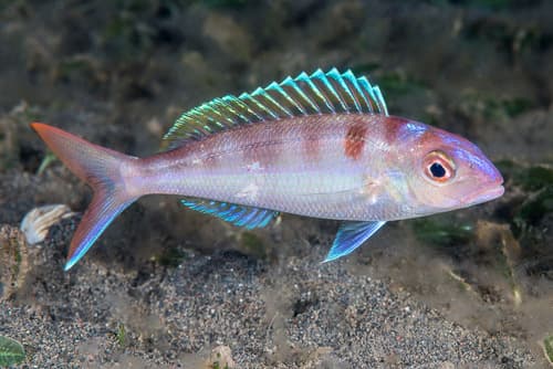 Rosy Threadfin Bream