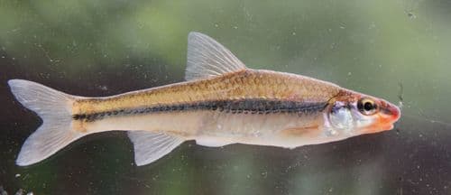 Rosyface Chub