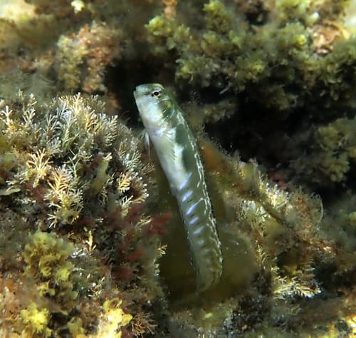 Rotund Blenny