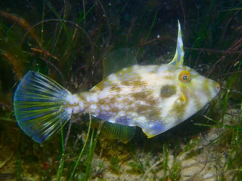 Rough Leatherjacket
