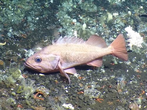 Rougheye Rockfish
