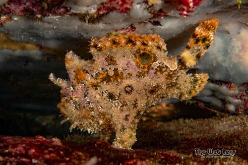Roughjaw Frogfish