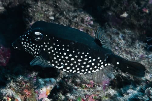 Roughskin Boxfish