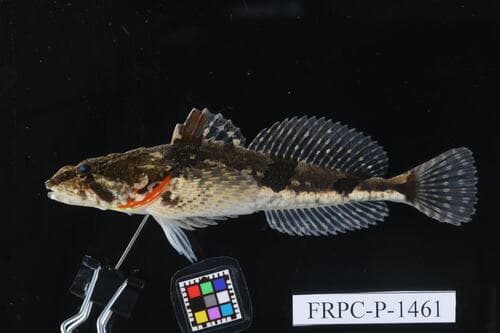 Roughskin Sculpin